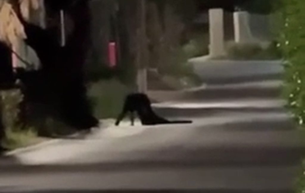 Λύθηκε το μυστήριο με τη «μαύρη σκιά» στη Λέρο – Συνελήφθη 34χρονος που προκαλούσε φόβο